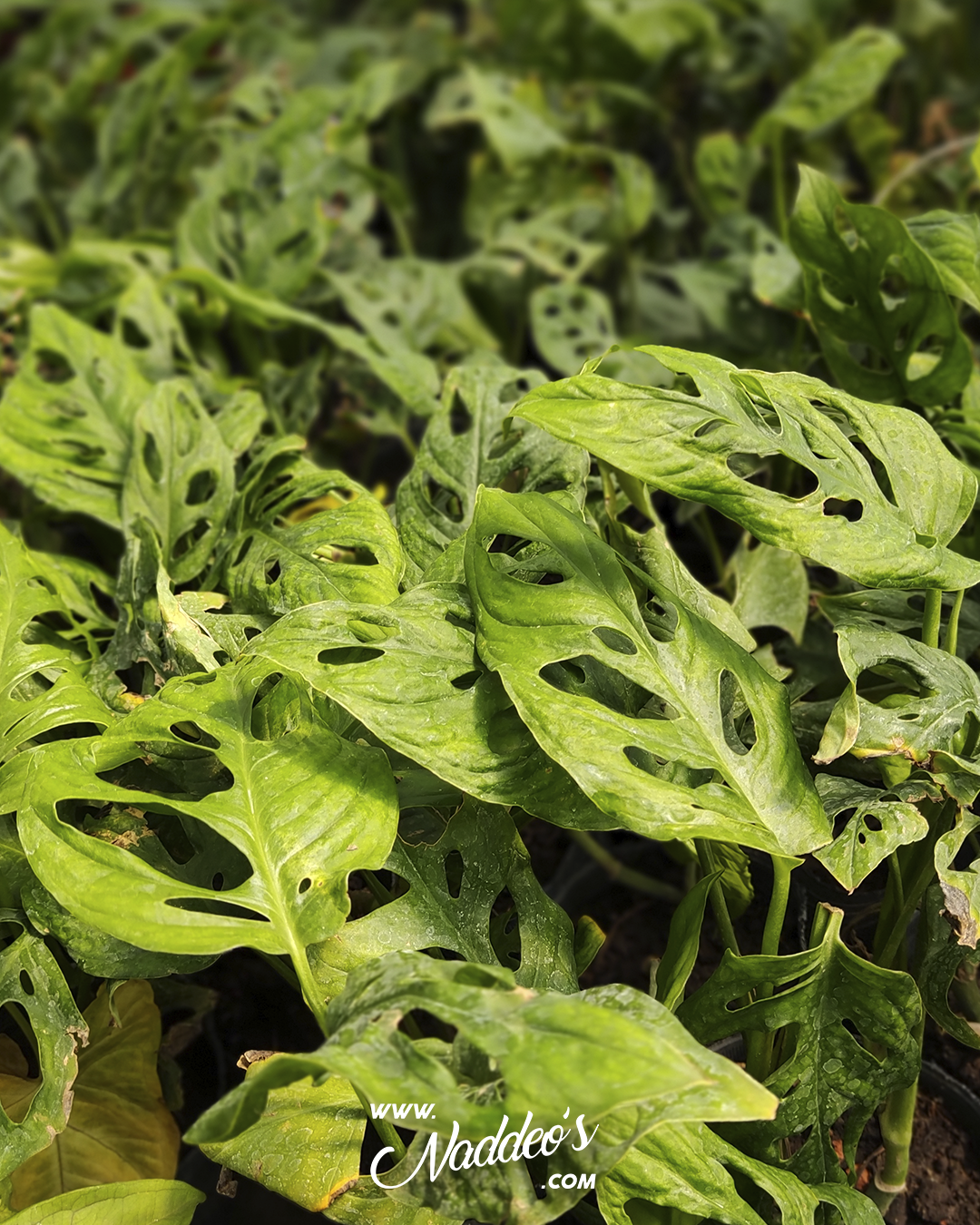 peruviano 2 peruviano