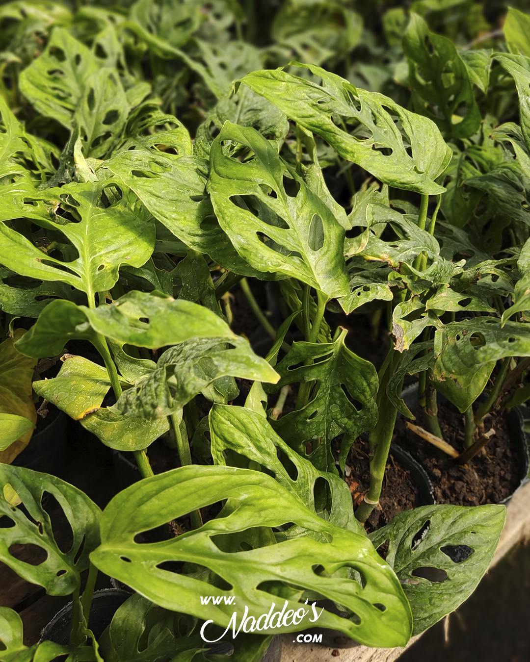 peruviano 3 peruviano