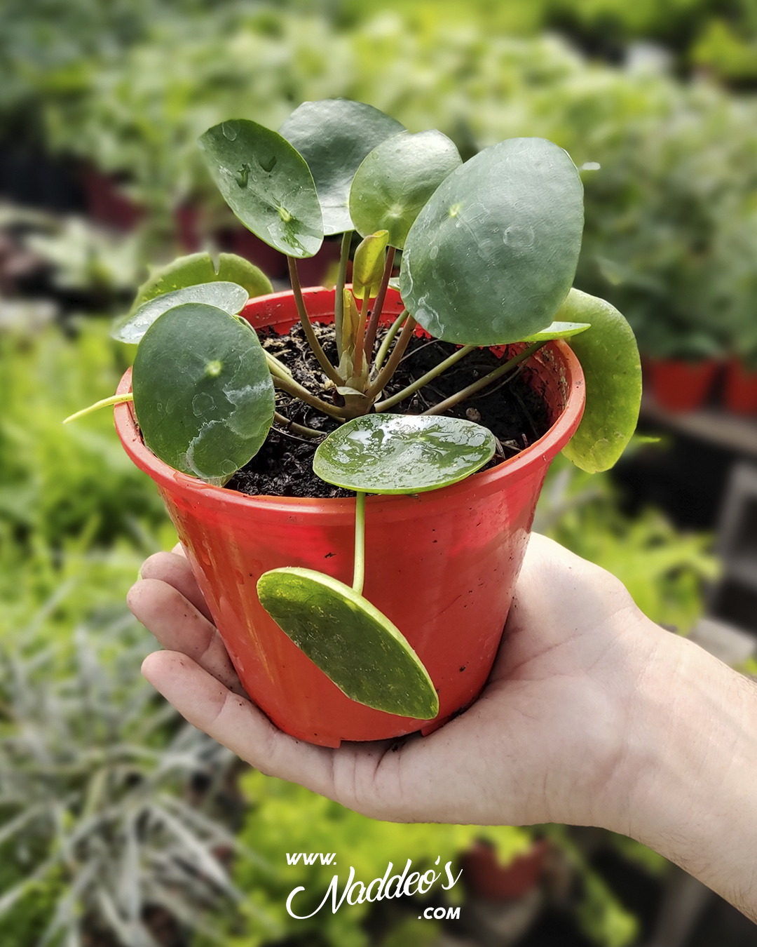 pilea 1 pilea peperomoide