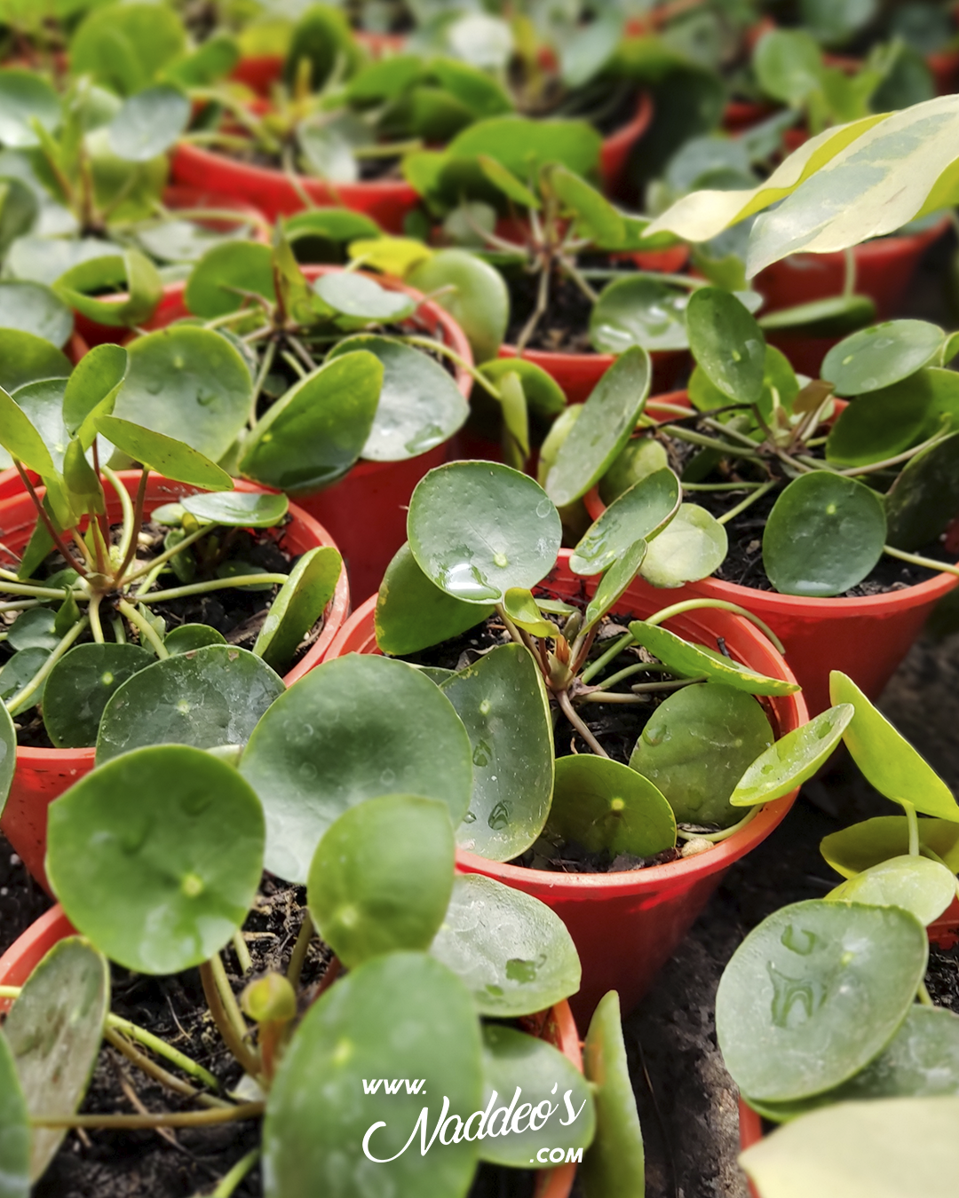 pilea 2 pilea peperomoide