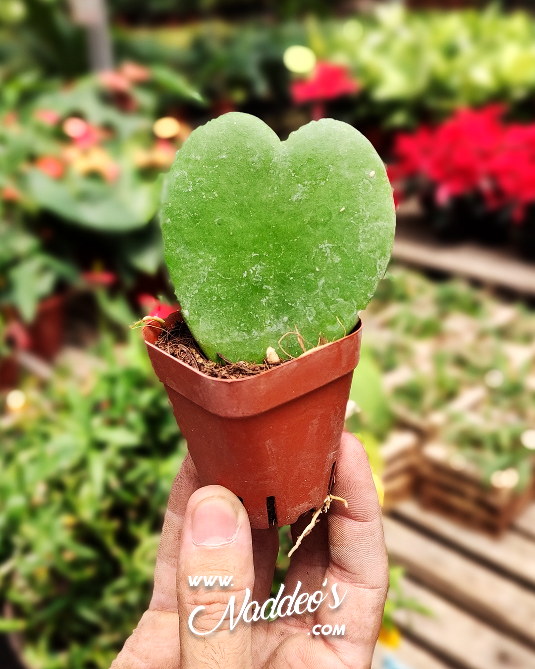 planta corazon 1 planta corazon