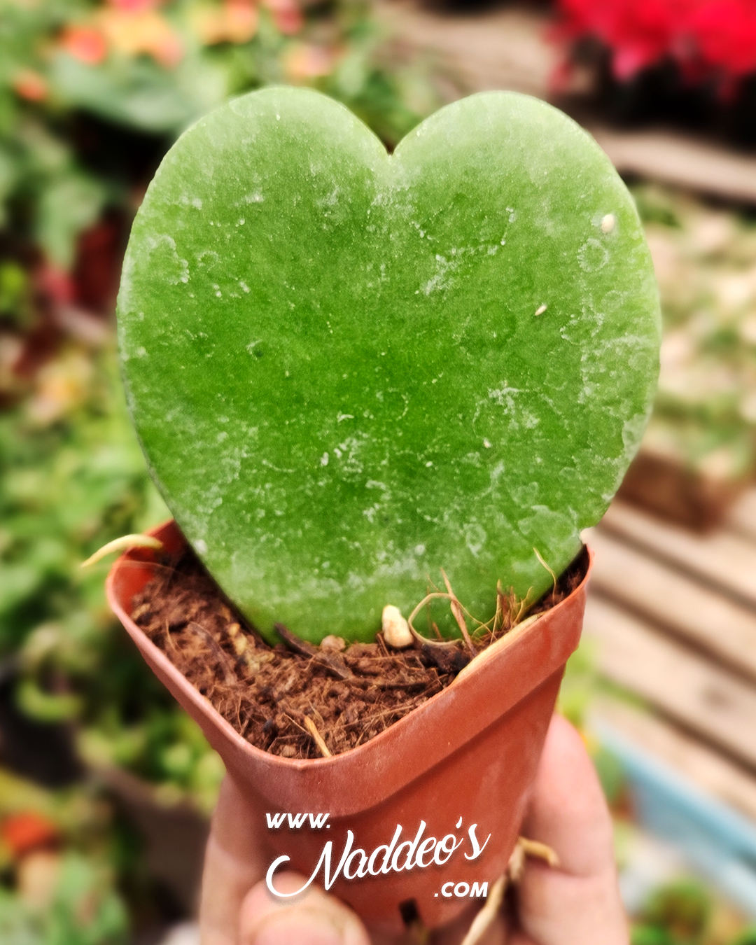 planta corazon 2 planta corazon