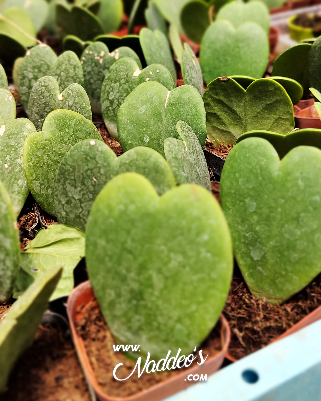 planta corazon 3 planta corazon