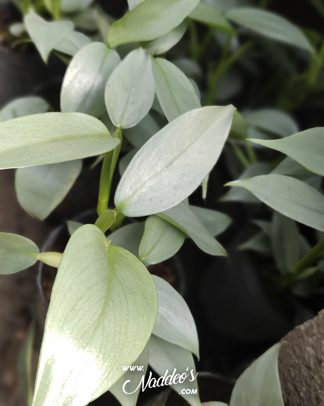 plateado 1 philodendron plateado