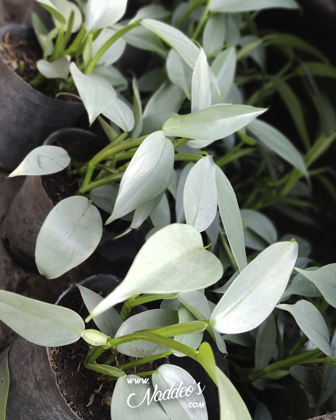 plateado 2 philodendron plateado