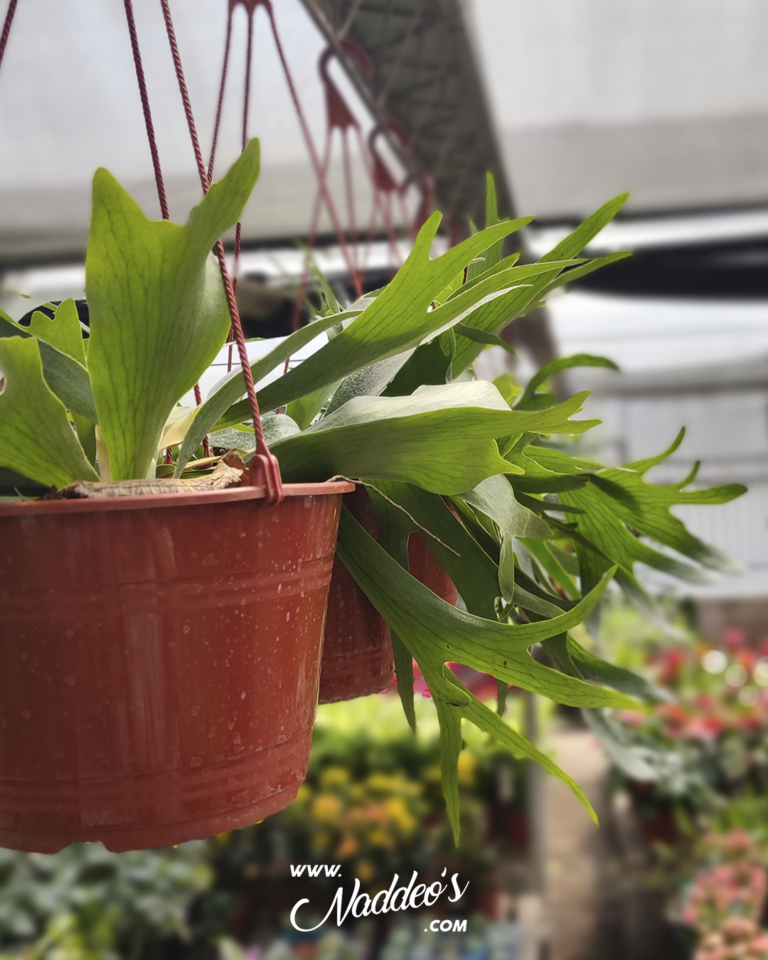 platicerium 1 cuerno de arce