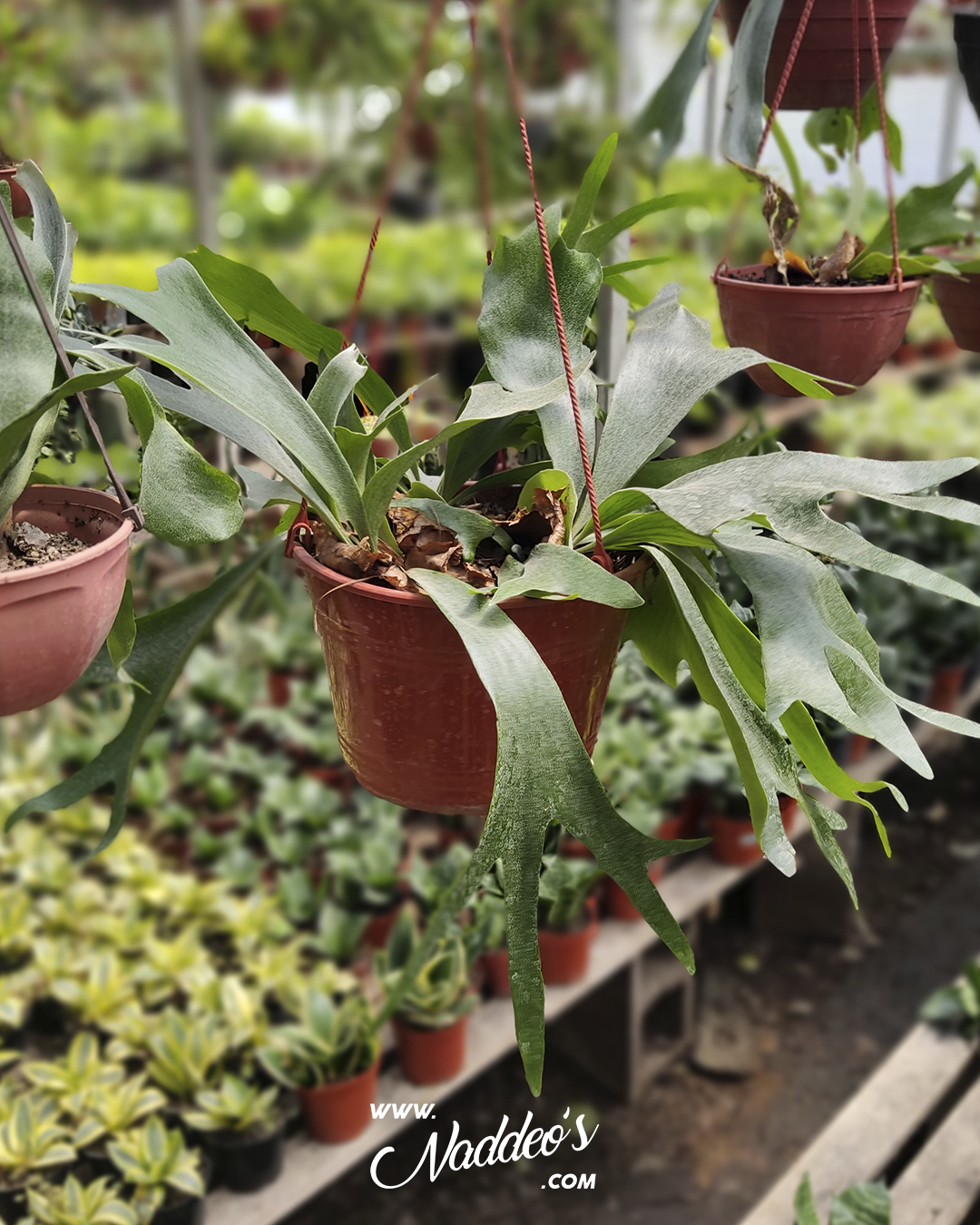 platicerium 2 cuerno de arce