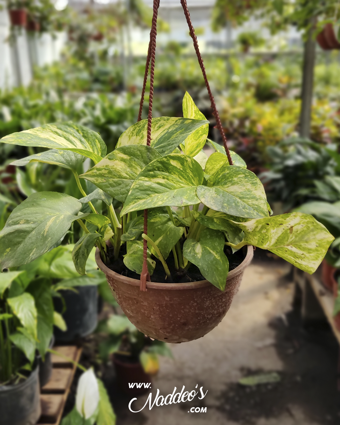 pothus colgante 1 pothus