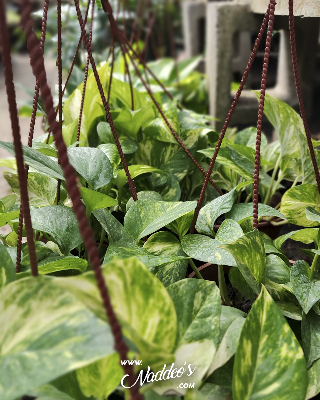 pothus colgante 2 pothus