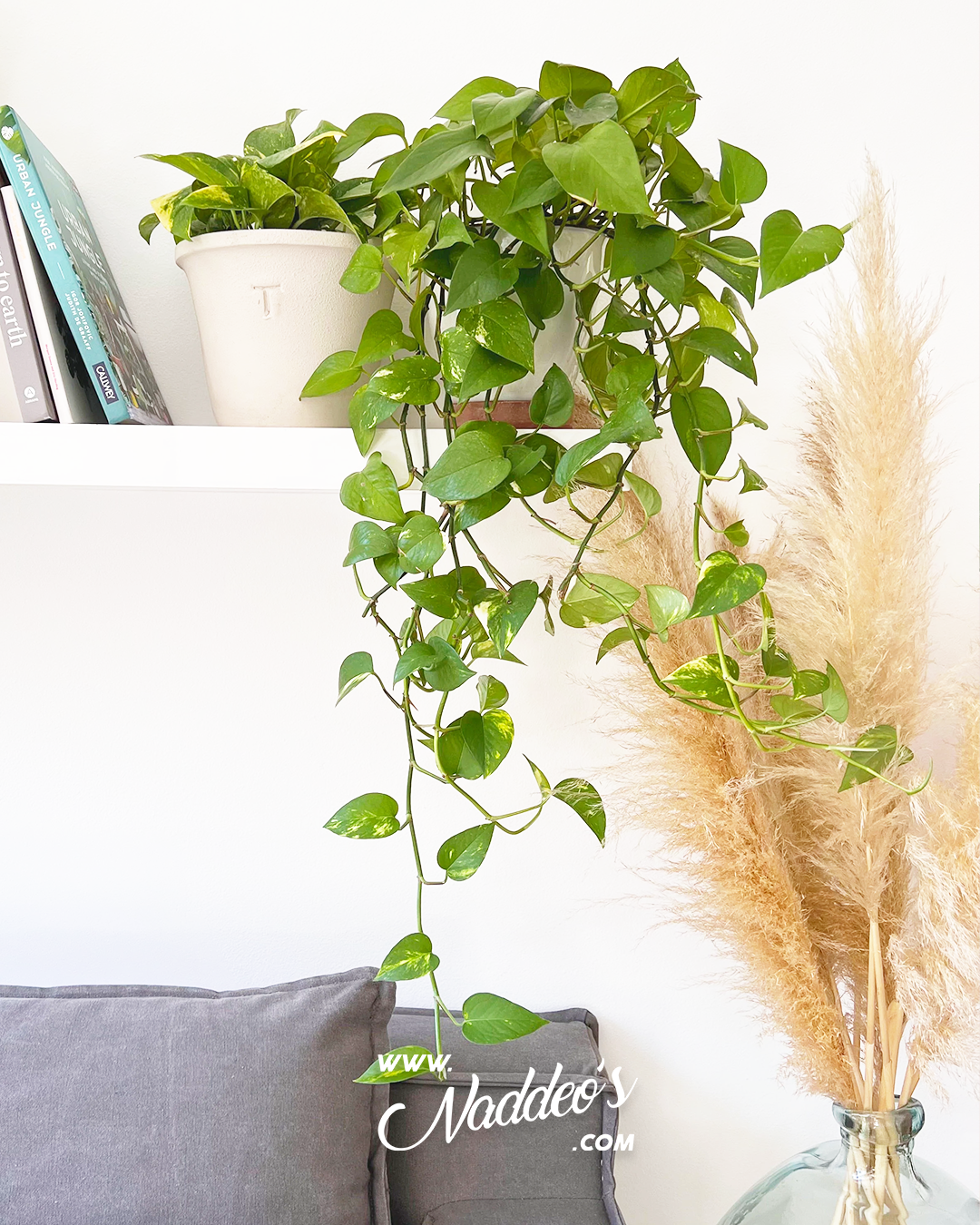 pothus colgante 3 pothus