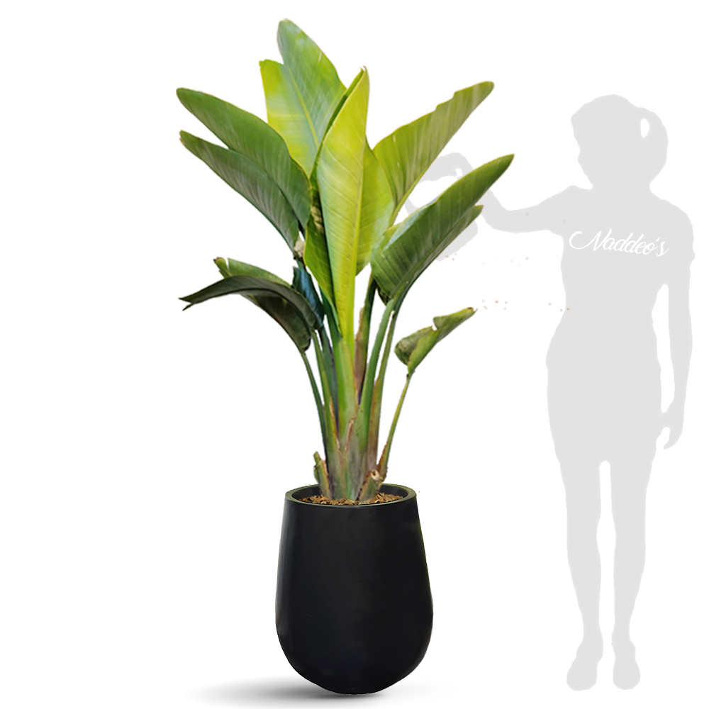 strelitzias XXL en Jarron 50 negro