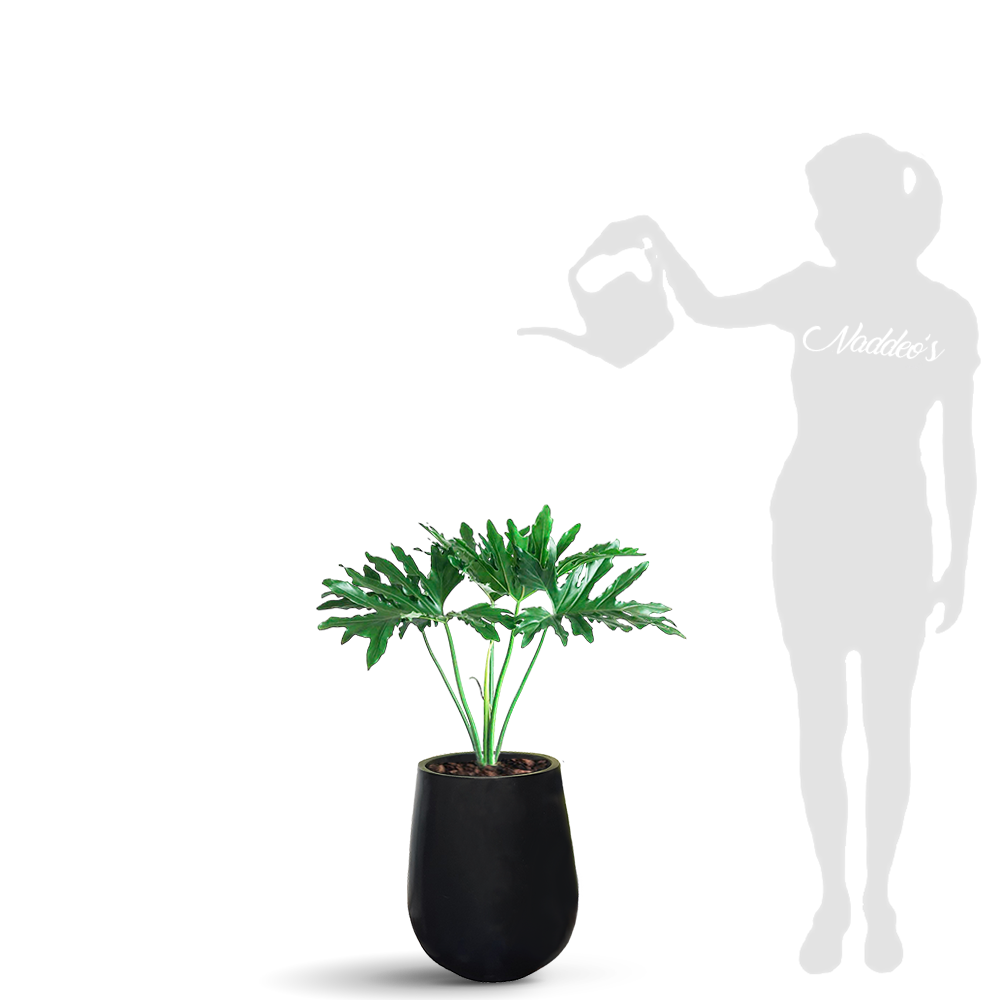 Misionero jarron 35 negro