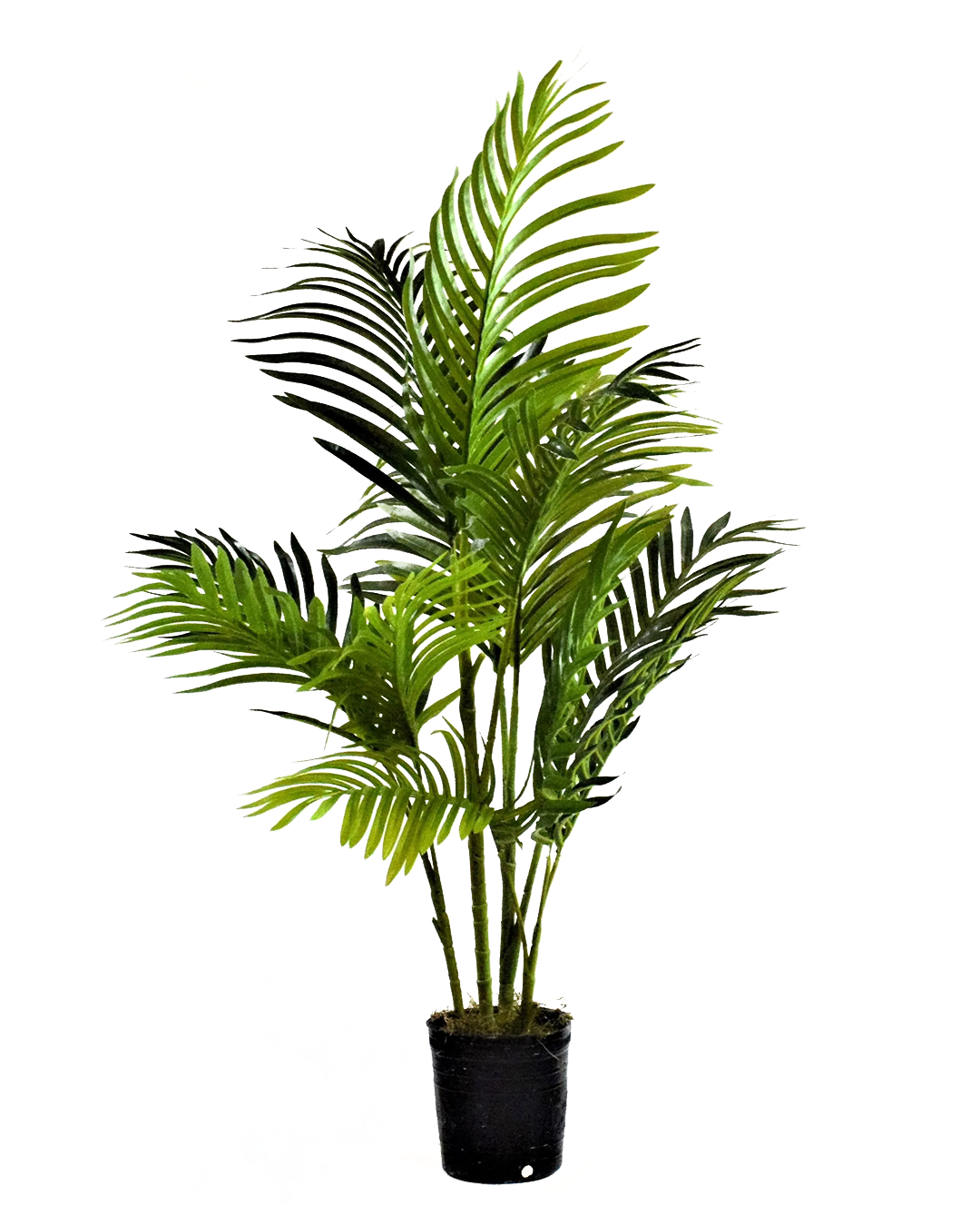 Areca 100cm 1