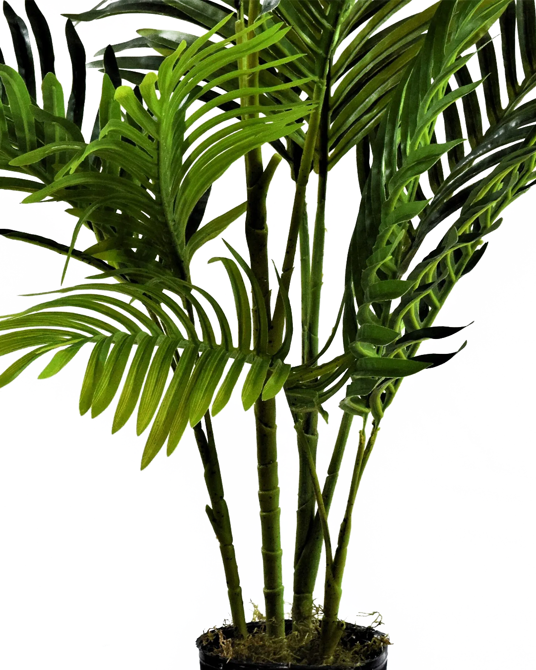 Areca 100cm 2