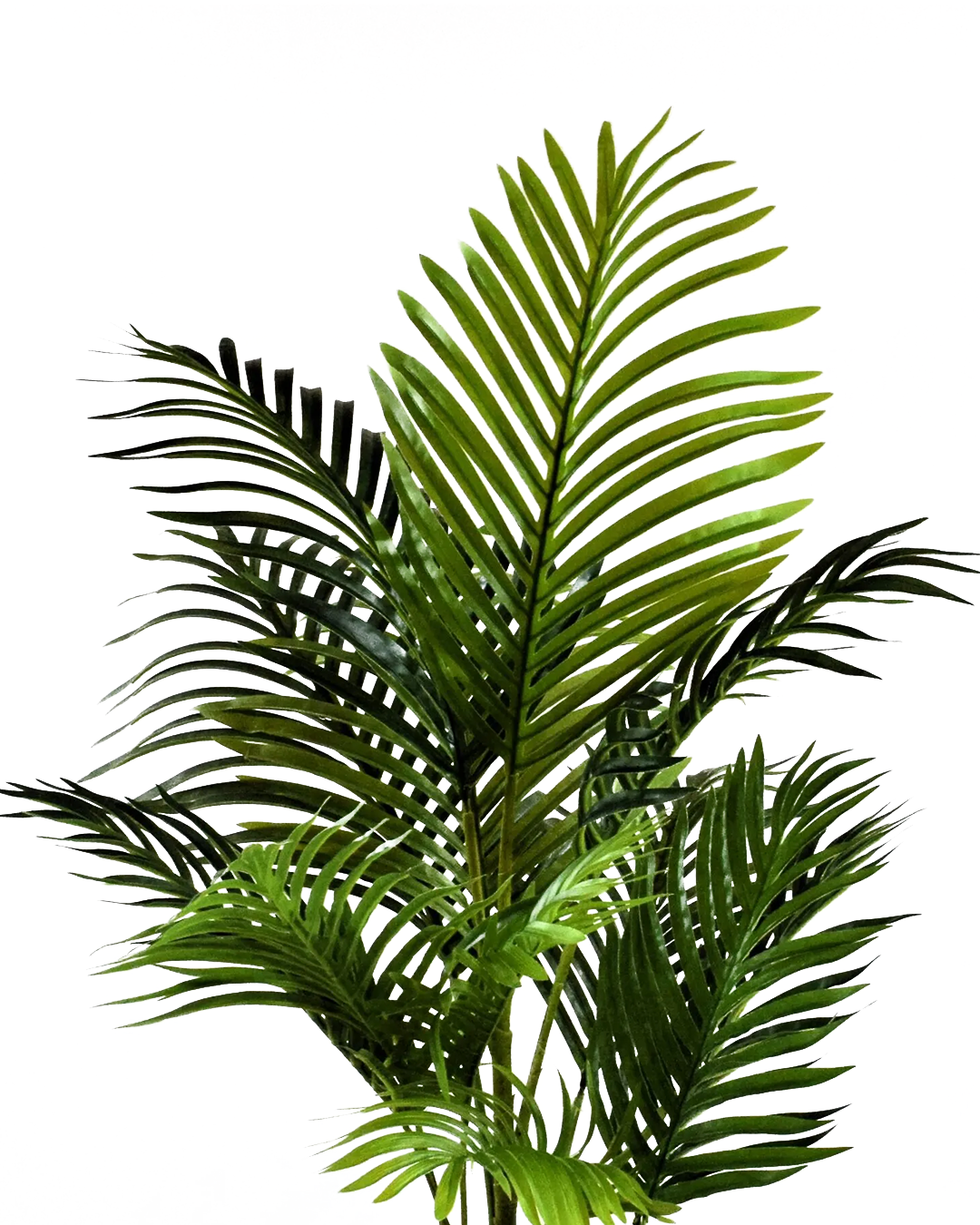 Areca 100cm 3