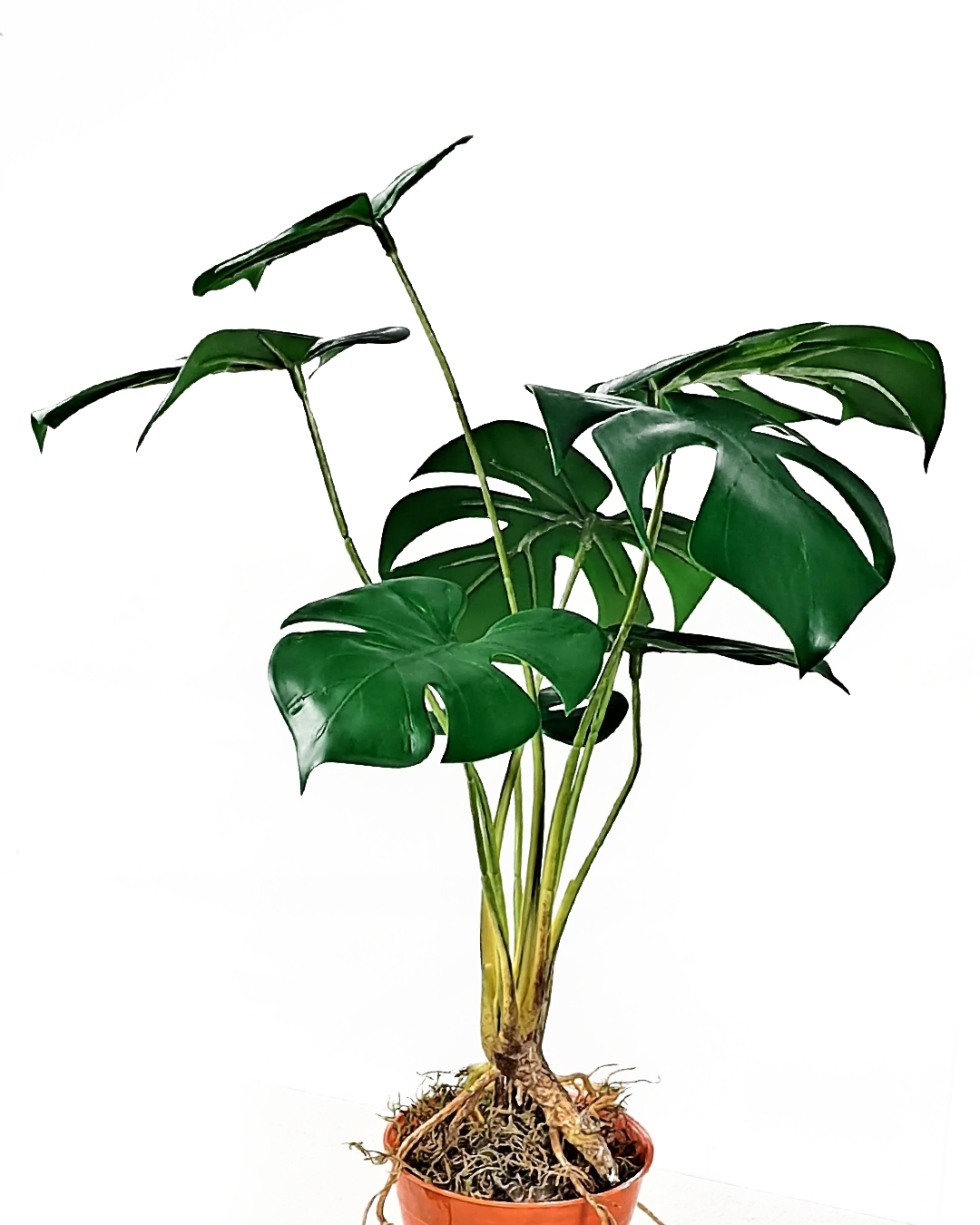 Monstera 45 cm 2