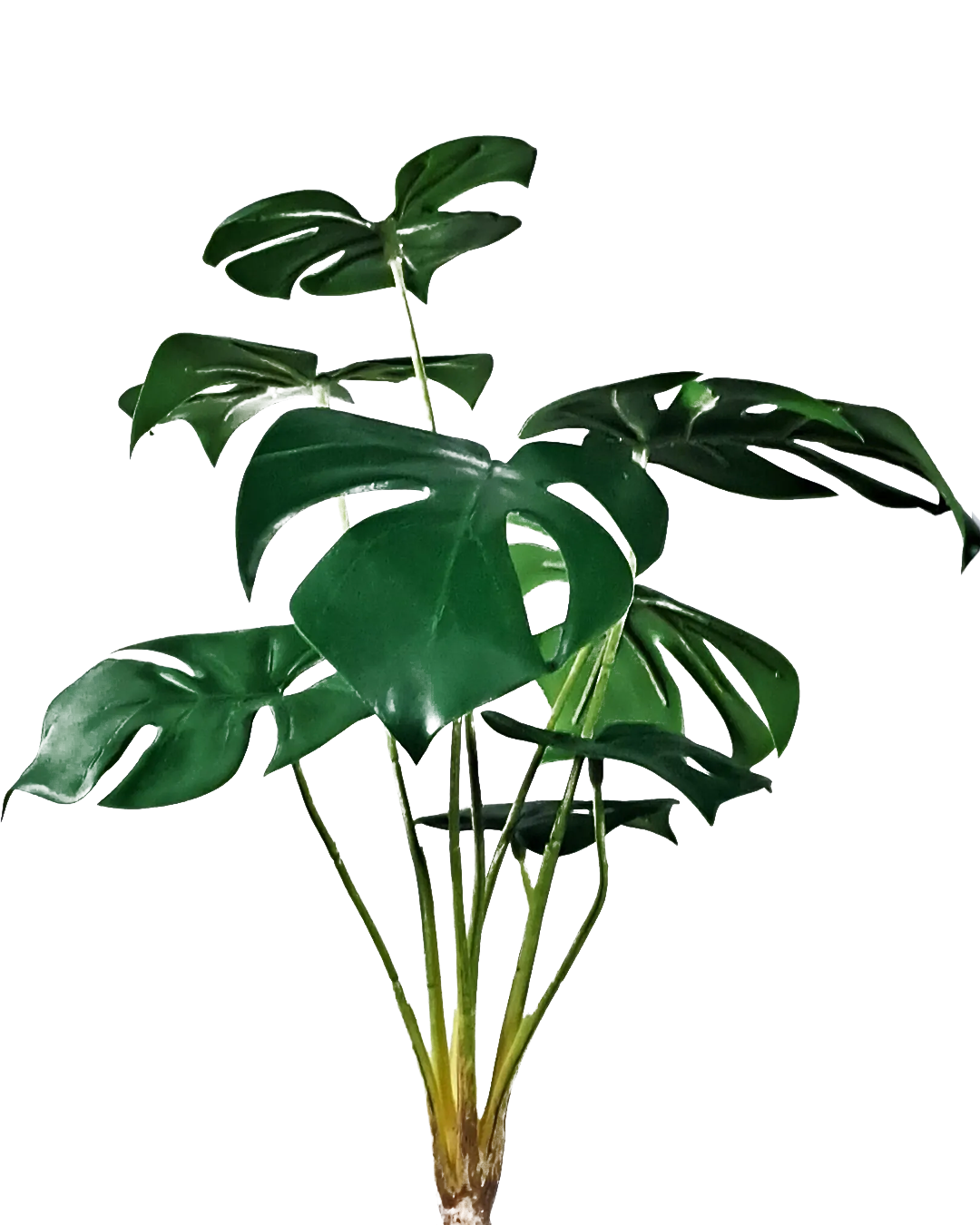 Monstera 45 cm 3