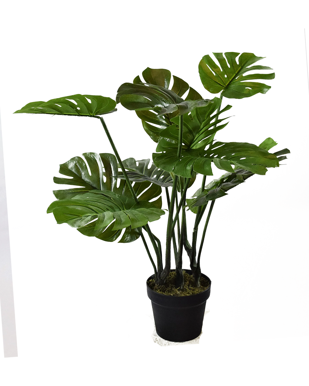 Monstera 70cm 1