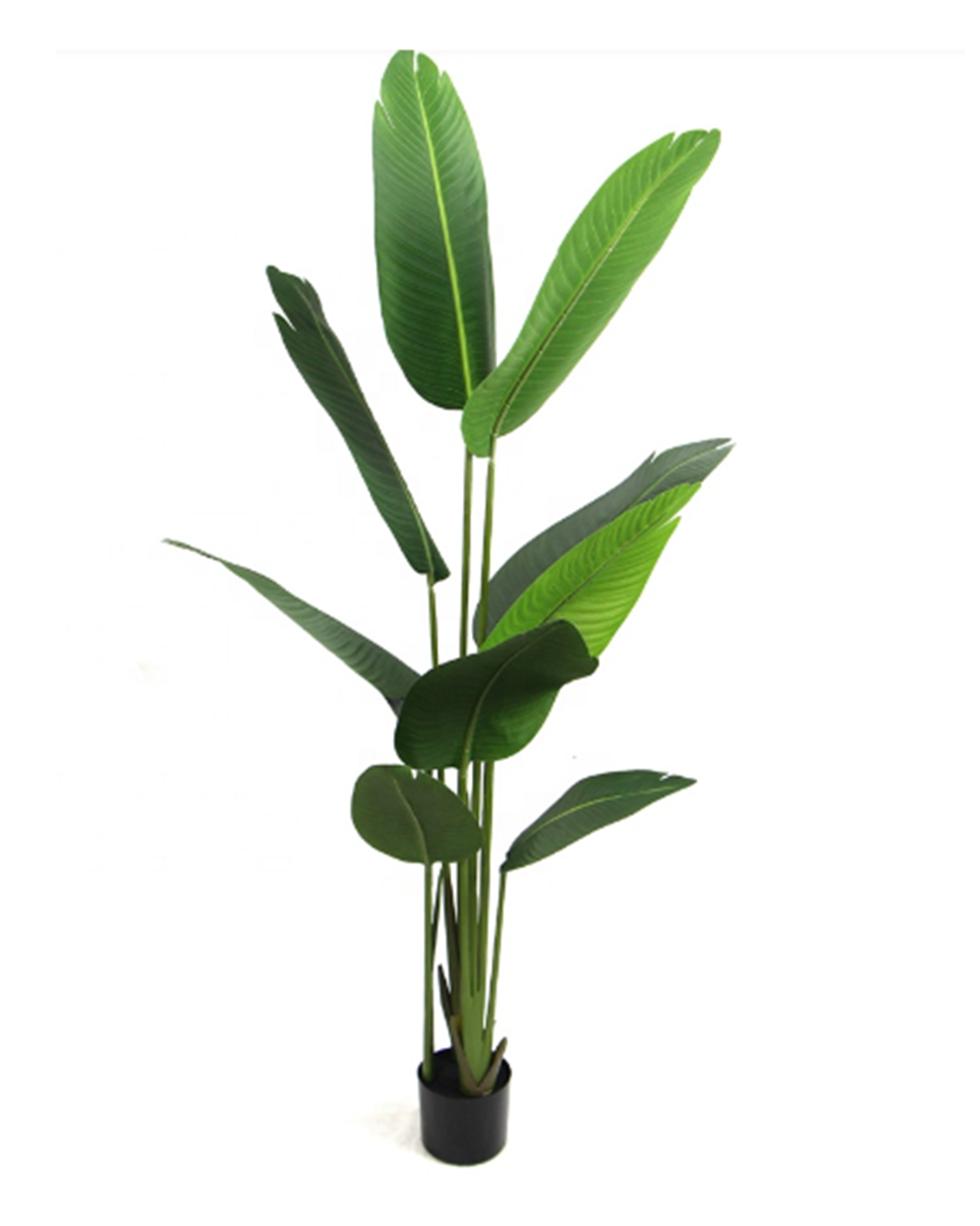 Strelitzia Nicolai 1