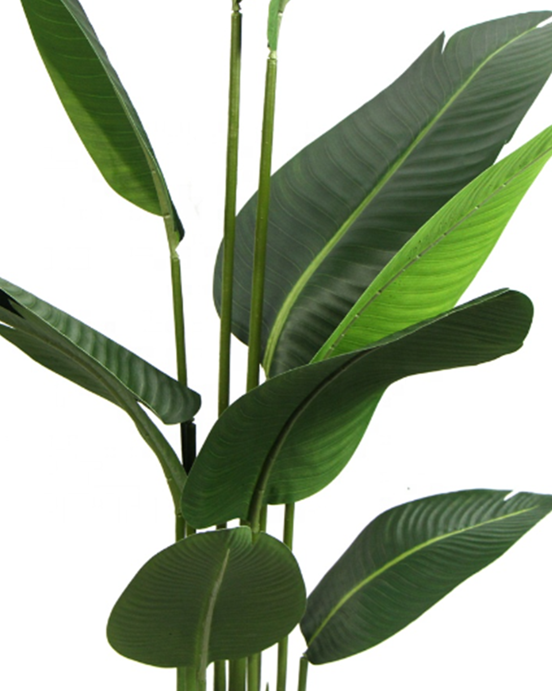 Strelitzia Nicolai 2