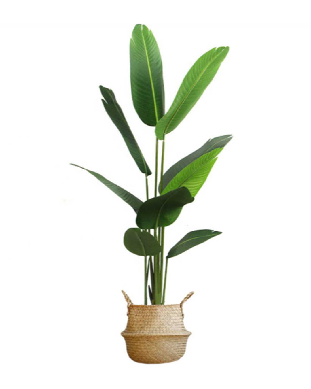 Strelitzia Nicolai 3