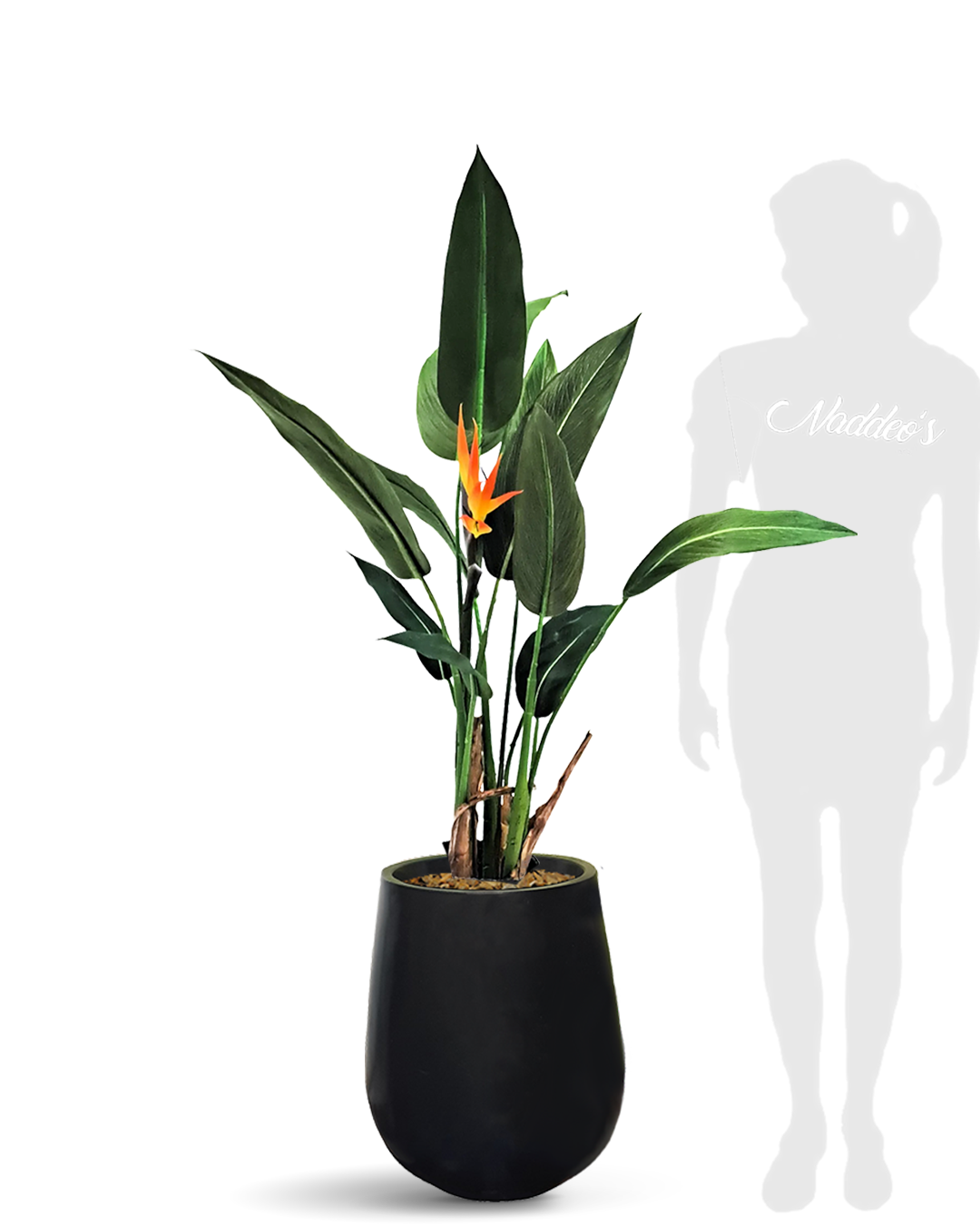 Strelitzia Reginae 120 Jarron 50 negro