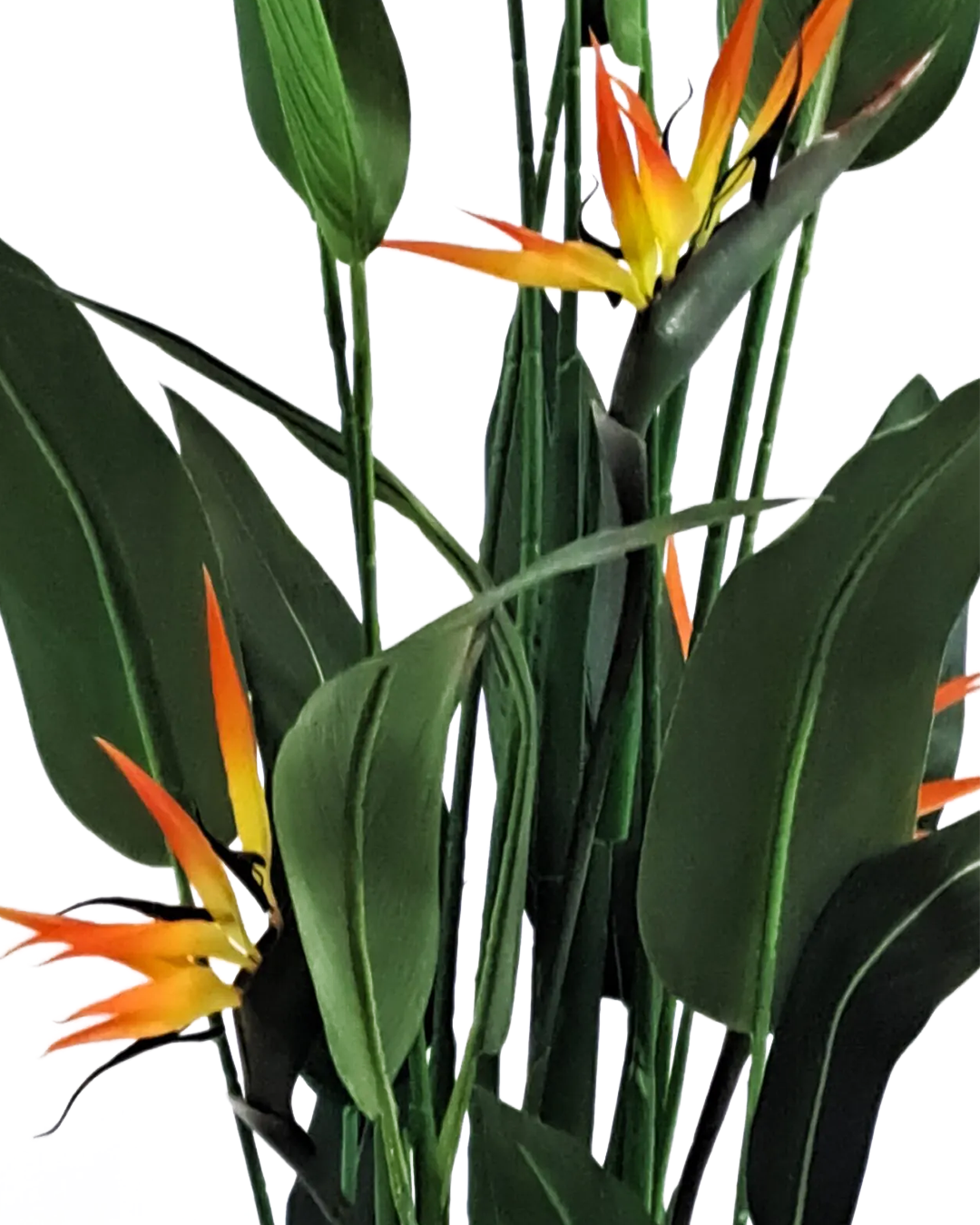Strelitzia Reginae 180 cm 2