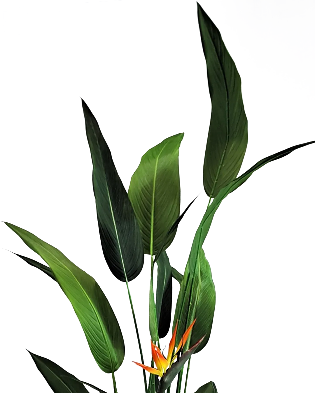 Strelitzia Reginae 180 cm 3