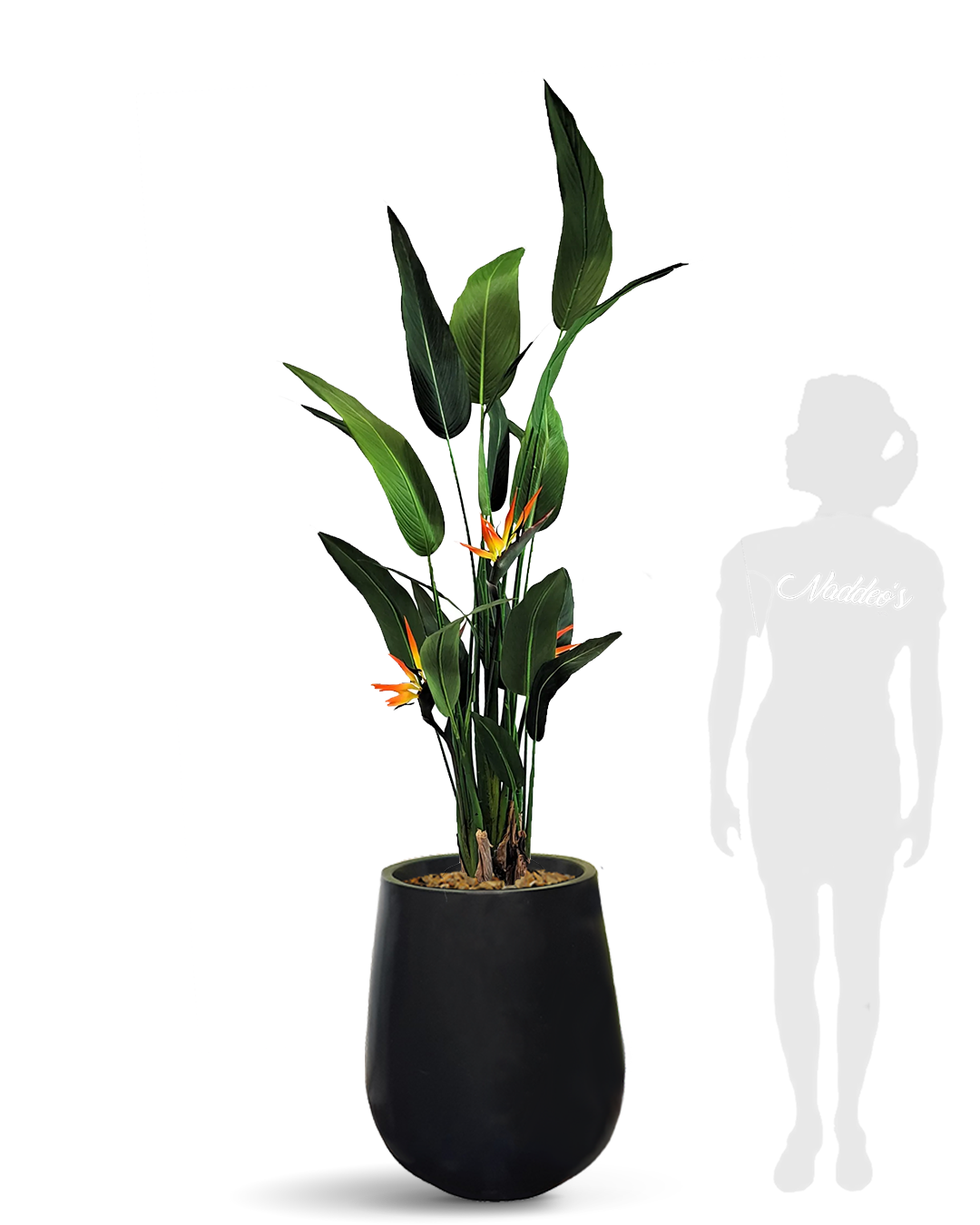 Strelitzia Reginae Jarron 64 negro