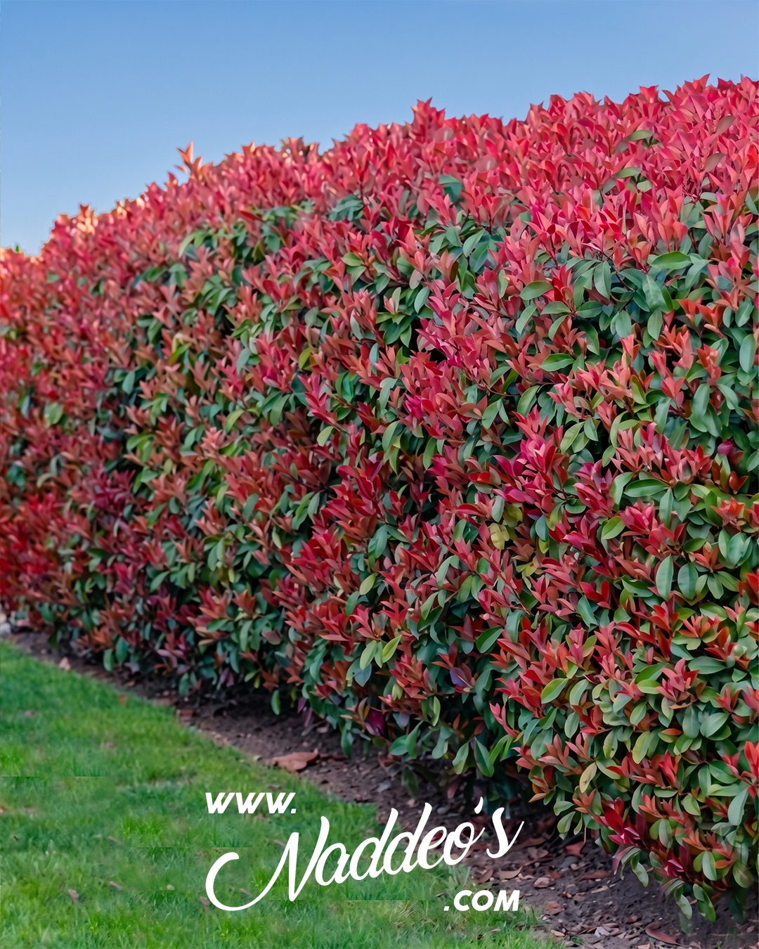 fotinias 1
