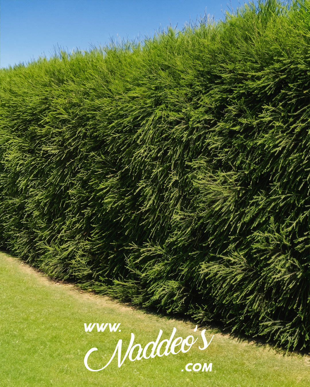 melaleuca 1